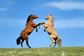HOR 01 KH0069 01
Bay And Roan Mustangs Fighting In Field