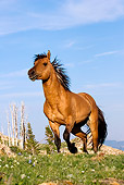 HOR 01 KH0083 01
Dun Mustang Trotting In Field