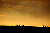HOR 01 KH0098 01
Silhouette Of Herd Of Mustangs Galloping In Field At Sunset