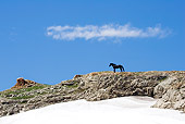 HOR 01 KH0106 01
Black Mustang Standing On Rocky Hill With Snow