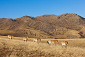 HOR 01 KH0133 01
Herd Of Przewalski's Horses Walking In Field Mongolia