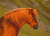 HOR 01 KH0145 01
Head Shot Of Chestnut Icelandic Horse
