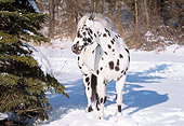 HOR 01 LS0014 01
Appaloosa Standing On Snow By Trees