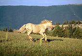 HOR 01 LS0026 01
Gray Wild Horse Stallion Galloping In Field In Mountains