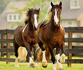 HOR 01 MB0030 01
Two Gypsy Vanner Fillies Trotting In Pasture By Fence