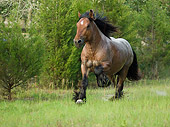 HOR 01 MB0153 01
Ardennes Draft Horse Cantering In Pasture