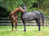 HOR 01 MB0210 01
Two Horses Standing In Pasture Nuzzling