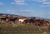 HOR 01 RK0131 18
Herd Of Horses Galloping Together On Field With Bushes Blue Sky