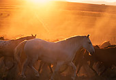 HOR 01 RK0153 02
Herd of Horses Trotting At Sunset
