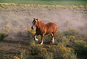 HOR 01 RK0165 02
Belgian Draft Horse Trotting On Dirt By Yellow Flower Bushes