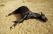HOR 01 RK0402 02
Black Quarter Horse Laying On Dirt