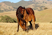 HOR 01 RK0931 03
Mare Grazing With Foal Close To Side On Pasture