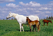 HOR 01 RK1068 01
Arabian Horse Mother And Bay Foal Standing On Pasture