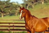 HOR 01 RK1159 04
Chestnut Arabian Horse Standing In Corral