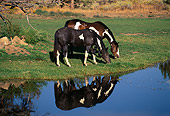 HOR 01 RK1261 10
Two Paint Horses On Grass By Water With Reflection