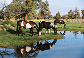 HOR 01 RK1264 18
Herd of Painted Horses Grazing On Grass By Water With Reflection