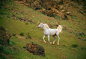 HOR 01 RK1330 40
White Arabian Stallion Cantering On Dirt Hill By Trees