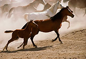 HOR 01 RK1334 21
A Herd Of Horses Galloping On Dirt Making Dust