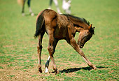 HOR 01 RK1394 01
Bay Arabian Foal Licking Leg On Pasture
