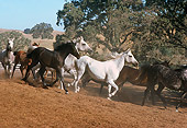 HOR 01 RK1599 24
A Herd Of Arabian Horses Trotting On Dirt In Paddock