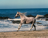 HOR 01 RK1675 01
Gray Arabian Stallion Cantering On Beach