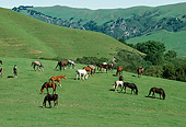HOR 01 RK1724 01
Herd Of Horses Grazing On Green Pasture Hills Background