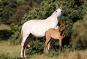HOR 01 SS0028 01
Gray Andalusian Mare And Bay Foal Standing In Pasture
