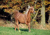 HOR 01 SS0044 01
Flaxen Chestnut Arabian Horse Cantering In Pasture