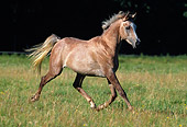 HOR 01 SS0047 01
Arabian Horse Trotting In Pasture