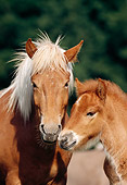 HOR 01 SS0080 01
Head Shot Of Icelandic Mare And Foal Standing In Pasture