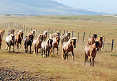 HOR 01 SS0088 01
Herd Of Icelandic Horses Running In Pasture