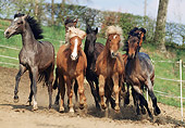 HOR 01 SS0098 01
Herd Of Mangalarga And Icelandic Horses Running In Paddock