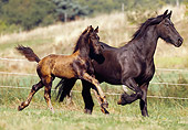 HOR 01 SS0105 01
Friesian Mare And Foal Running In Pasture