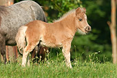 HOR 02 MB0037 01
Miniature Horse Foal Standing In Pasture