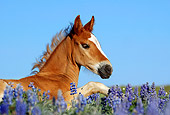 HOR 02 KH0004 01
Close-Up Of Chestnut Mustang Foal Laying In Field Of Purple Wildflowers