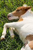 HOR 02 MB0027 01
Close-Up Of Miniature Horse Foal Sleeping In Pasture