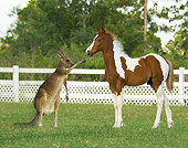 HOR 02 MB0033 01
Pinto Horse Foal Standing In Pasture With Kangaroo