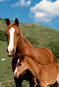 HOR 02 RK0239 04
Chestnut Arabian Mare And Foal With White Blaze Standing By  Grass Hill Blue Sky Clouds