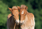 HOR 02 SS0010 01
Close-Up Of Chestnut Icelandic Foals Standing In Pasture