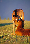 HOR 02 TL0005 01
Two Wild Horse Foals Nuzzling In Field One Laying Down