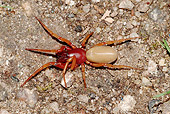 INS 04 WF0004 01
Woodlouse Spider On Sand