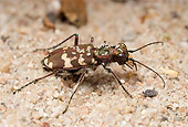 INS 08 WF0011 01
Northern Dune Tiger Beetle On Sand
