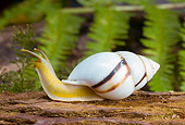INS 15 WF0001 01
Tropical Tree Snail Crawling On Bark