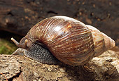 INS 15 WF0002 01
Giant African Land Snail Crawling On Log
