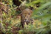 JAG 02 TL0002 01
Spotted Jaguar Approaching Camera On Jungle Floor In Central America