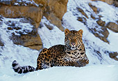 LEP 10 RK0014 05
Amur Leopard Sitting In Snow Facing Camera