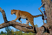 LEP 10 RK0051 01
Amur Leopard Standing On Tree Branch Growling Blue Sky