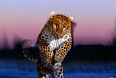 LEP 10 RK0082 02
Amur Leopard Running Towards Camera With Movement Pink Clouds Background At Dusk