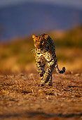LEP 20 RK0036 15
Spotted Leopard Flynn Running Towards Camera On Dirt By Tall Golden Grass