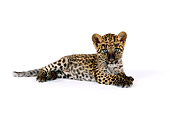 LEP 20 RK0124 01
Spotted Leopard Cub Laying On White Seamless Background